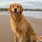 Lisa Keenan profile picture